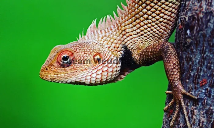 Navdurga Photo Studio